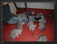 12 - Russisch Blauw Kittens Nicolaya's Cattery.JPG